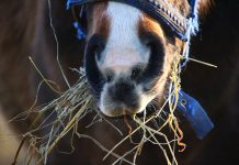 Why did my horse get laminitis? Horse eating hay