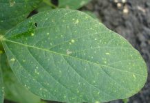 New resources on field crop diseases soybean leaf