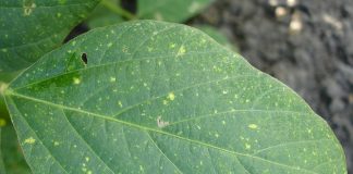 New resources on field crop diseases soybean leaf