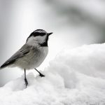 Extend bird watching season with winter roosting boxes Chickadee