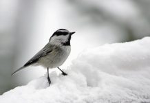 Extend bird watching season with winter roosting boxes Chickadee