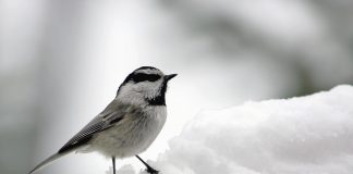 Extend bird watching season with winter roosting boxes Chickadee
