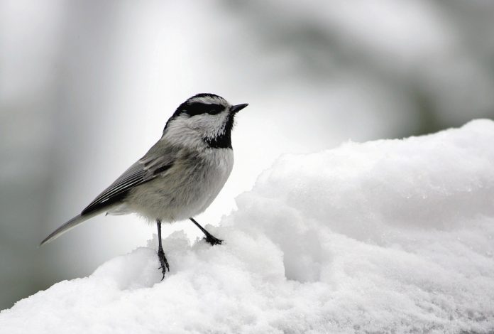 Chickadee