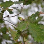 NRCS helps woodland restoration in Ohio oak leaves