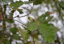 NRCS helps woodland restoration in Ohio oak leaves