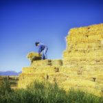 Ag industry voices concern over NAFTA negotiations rancher