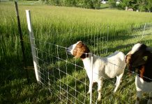 Japan to accept exports of US sheep and goat meat Goat