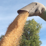 Be thankful if your harvest is complete Soybeans