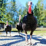 Turkey talk: Wild turkeys are amazing birds turkeys