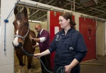 National DHIA offers $1,500 scholarships veterinarian