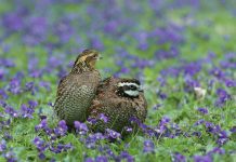 New grazing concept benefits the bird and herd Quail