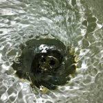 Prolong the life of your septic system drain