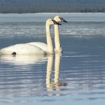 Trumpeter Swans at Telaquana River. NPS Photo / J. Mills. 2014.