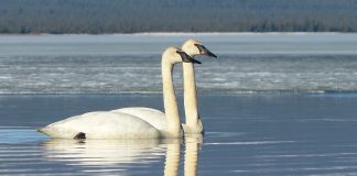 Brush up on waterfowl identification Trumpeter Swans at Telaquana River. NPS Photo / J. Mills. 2014.