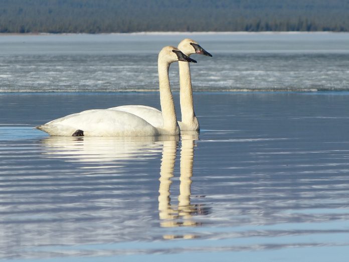 Trumpeter Swans at Telaquana River. NPS Photo / J. Mills. 2014.