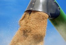 Grain exports offered $55.5 billion in economic output wheat