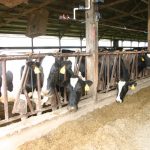 Vitamin prices skyrocket as supplies decrease Dairy feed vitamin supplements