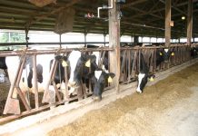 Vitamin prices skyrocket as supplies decrease Dairy feed vitamin supplements