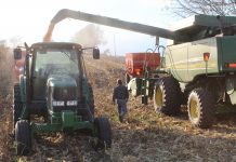 Wet spring set stage for delayed crop year Man walking between combine and grain wagon