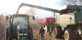 Man walking between combine and grain wagon