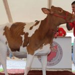 Guernsey, Holstein breeds partner for classification National Guernsey convention
