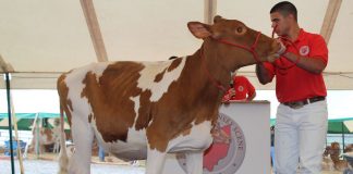 Guernsey, Holstein breeds partner for classification National Guernsey convention