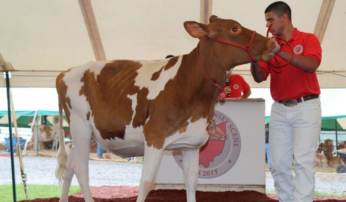 National Guernsey convention