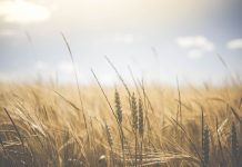 Wheat is important to the rotation, so plan ahead wheat field