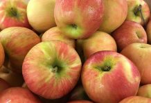 Disease-resistant apples perform better than old varieties apples