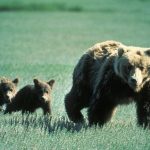 Wild encounters, grizzly bear style mother grizzly bear and cubs