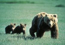 Wild encounters, grizzly bear style mother grizzly bear and cubs