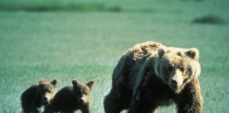 Wild encounters, grizzly bear style mother grizzly bear and cubs