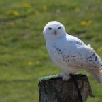 Snowy owl sighting makes trip special snowy owl