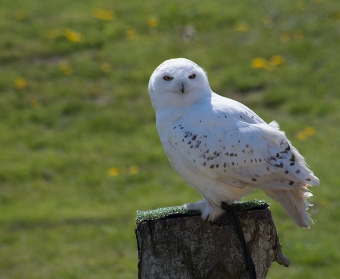 snowy owl snowy owl