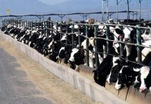 BQA launches transportation training cattle feedlot