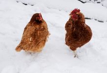 How to prepare backyard chickens for winter chickens in snow