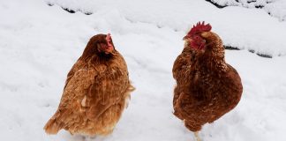How to prepare backyard chickens for winter chickens in snow