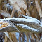 Corn growers beware of Fusarium mold snowy corn