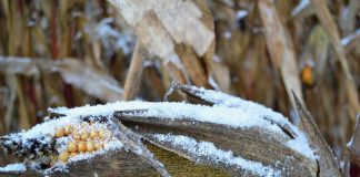 Corn growers beware of Fusarium mold snowy corn