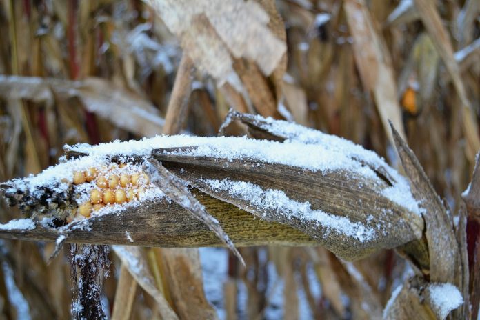 snowy corn snowy corn