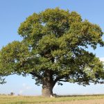 Meet me by the old oak tree oak tree