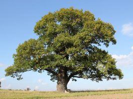 Meet me by the old oak tree oak tree