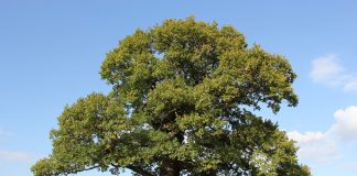 Meet me by the old oak tree oak tree