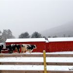 Dairy farmers getting squeezed dairy cattle