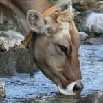 Water: The forgotten nutrient? cow drinking