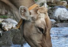 9 tips to conserve water on the farm this winter cow drinking