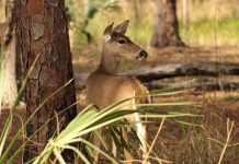 The telltale tail deer