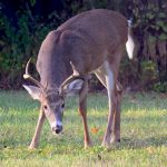 Tips for masking your scent from deer deer