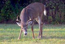 Pa. hunters donate 2,947 deer to feed hungry deer