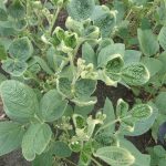 dicamba damage